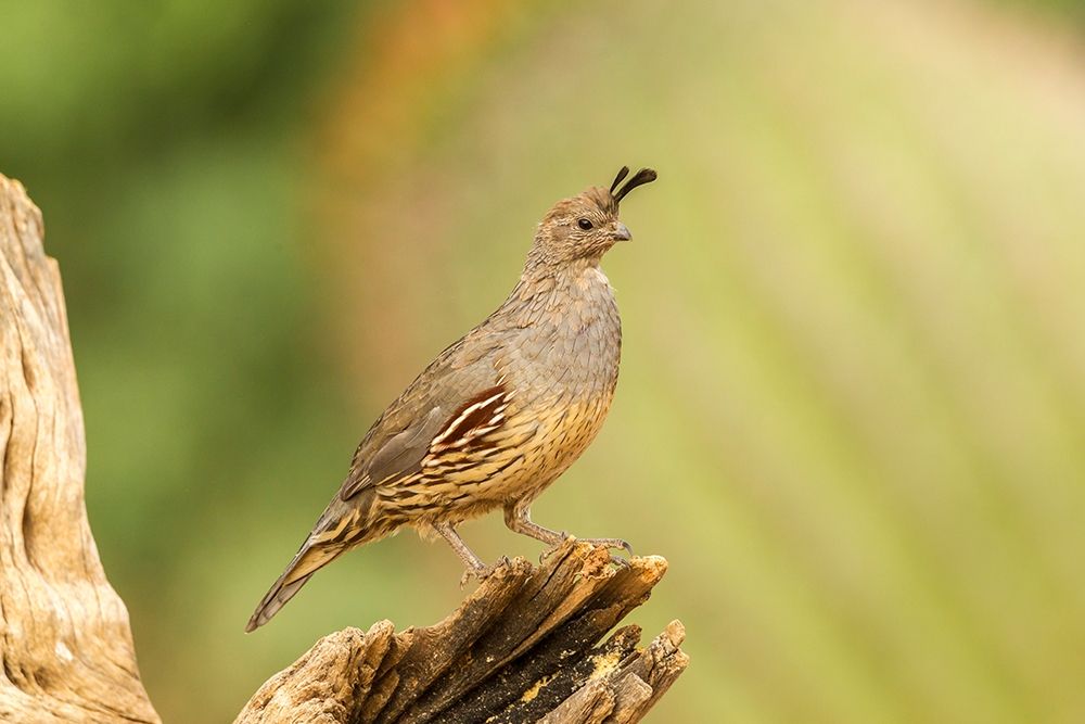 Arizona-Santa Cruz County Gambels quail female on stump